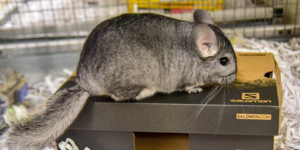 Responsible Ownership Tips for Pet Store Chinchillas