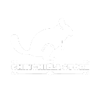 chinchilla.store