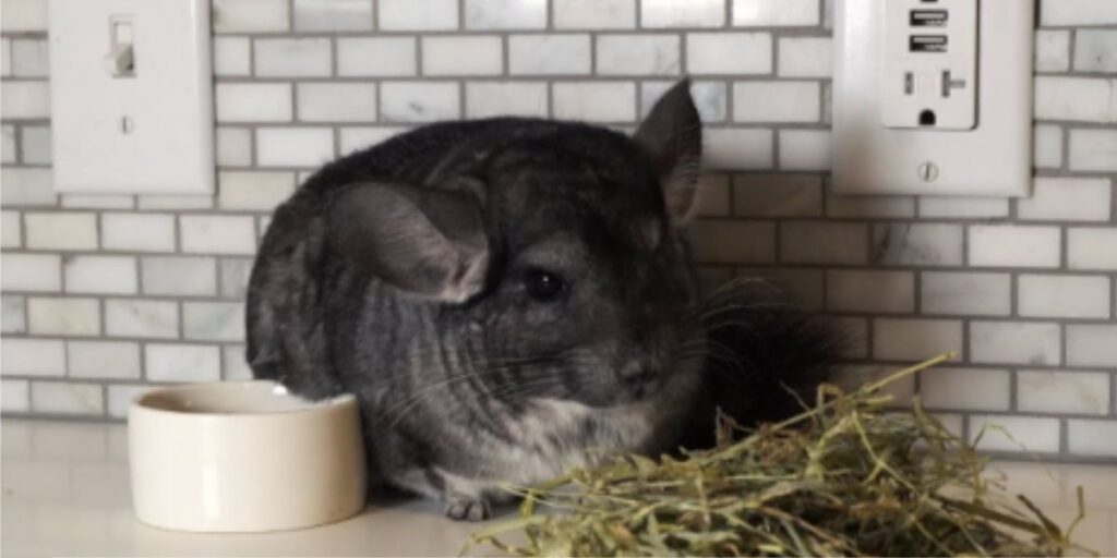 Can Chinchillas Get Fleas