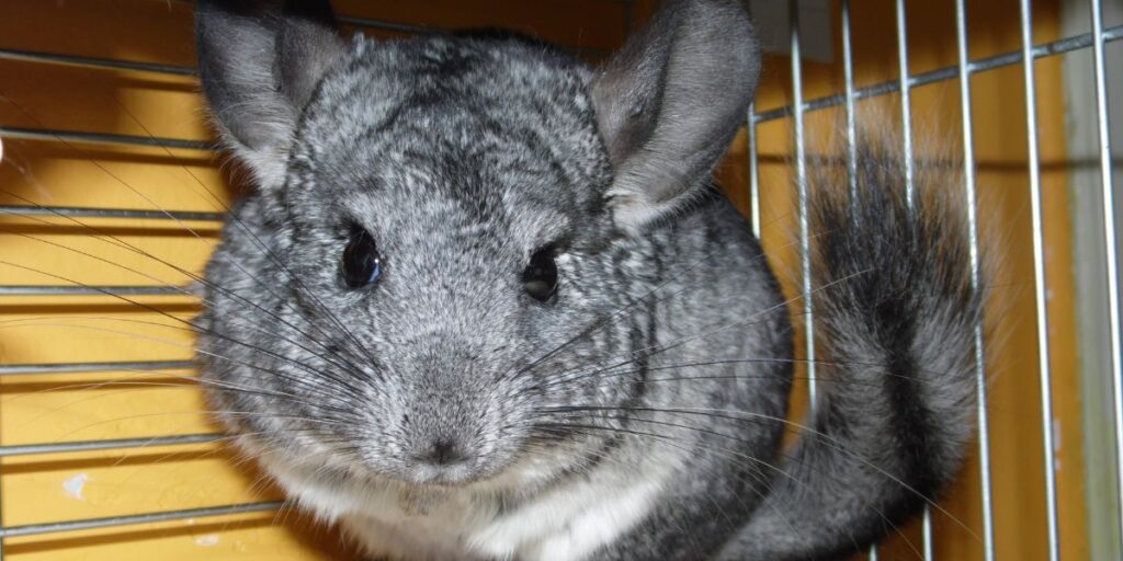 Factors to Consider Before Purchasing a Chinchilla from a Pet Store