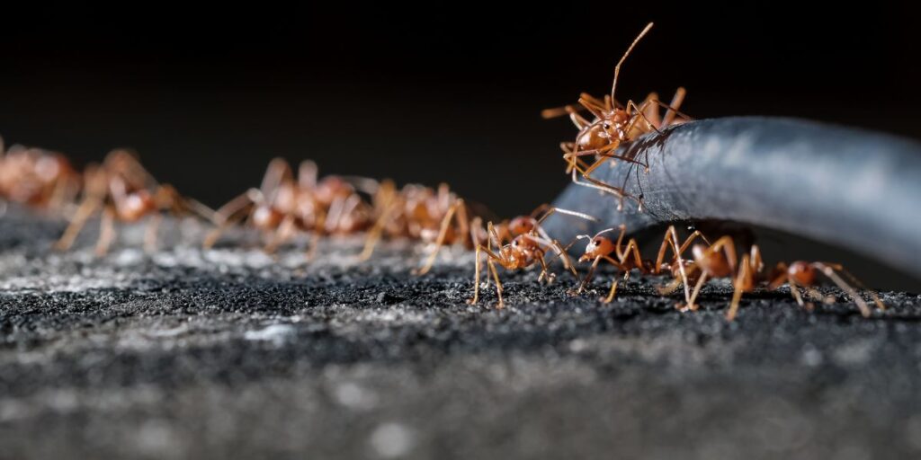 Ant Communication and Coordination