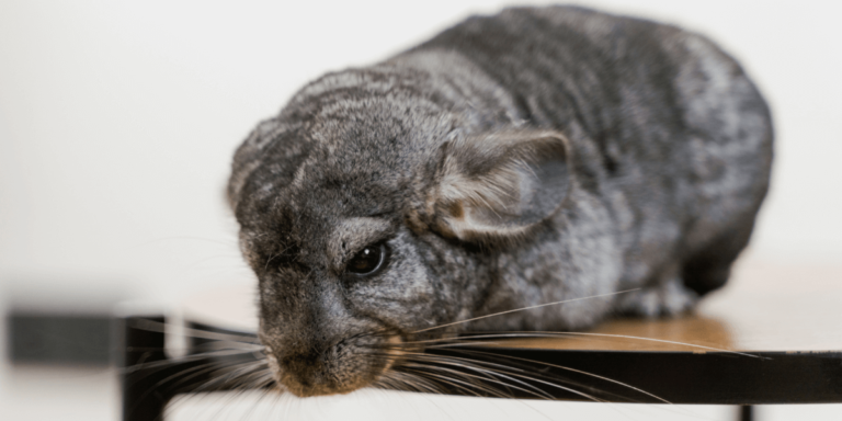 How to take care of a chinchilla