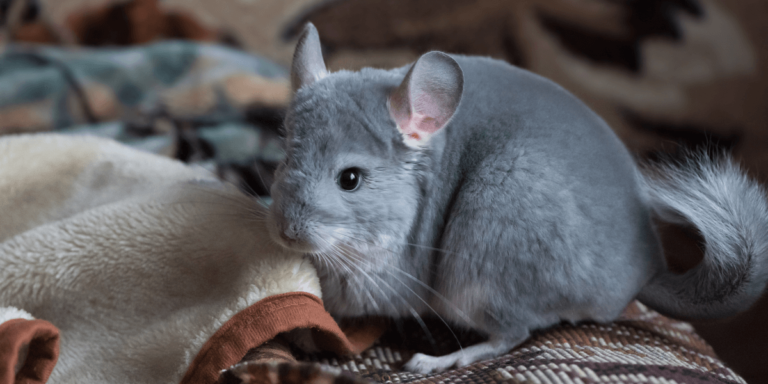 how to take care of a chinchilla