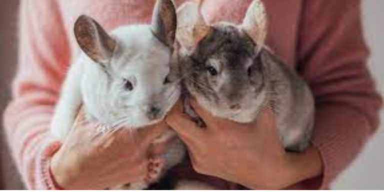 Chinchilla Care