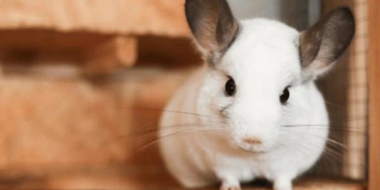 White Chinchilla