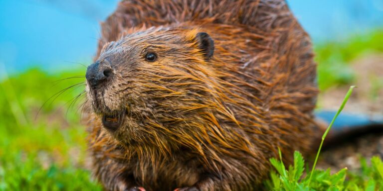 beaver