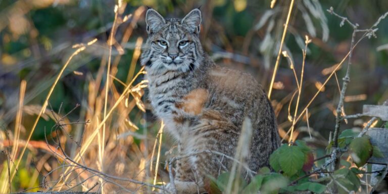 Bobcat