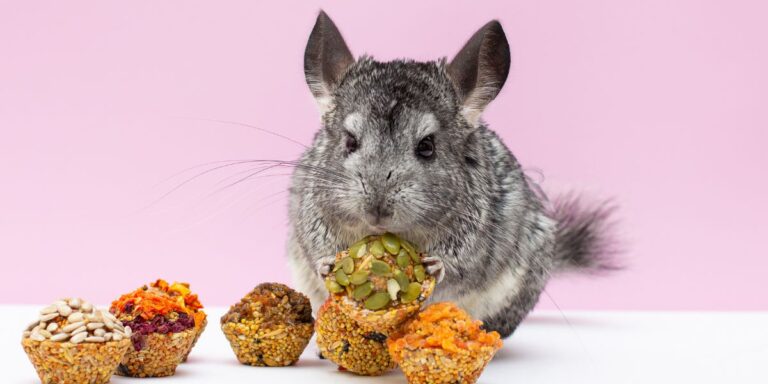 Chinchilla Food