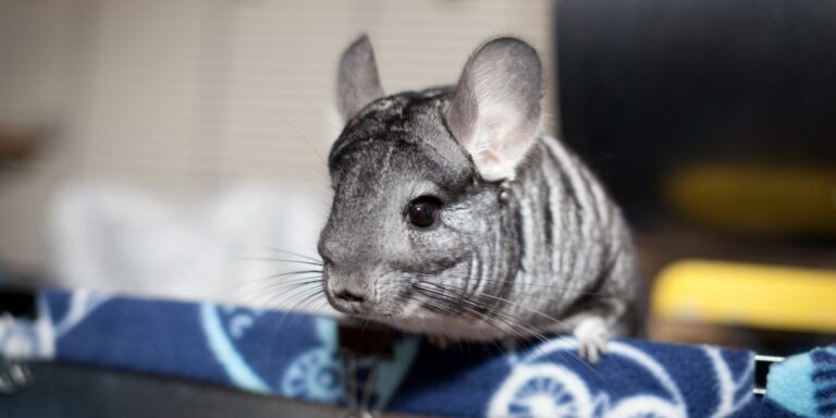 Cons of Acquiring Chinchillas from Pet Stores