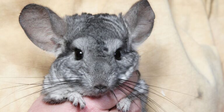 Chinchilla Temperature