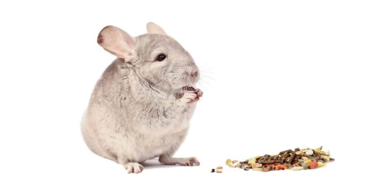 Can Chinchillas Eat Carrots? Exploring the Dietary Habits of these Adorable Pets