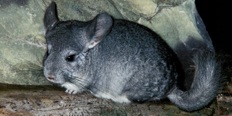 Black Chinchilla