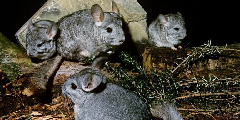 Enchanting World of Chinchillas: Exploring the Cuteness Factor