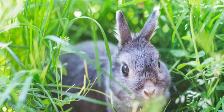 Exploring the Chinchilla Habitat: A Comprehensive Guide