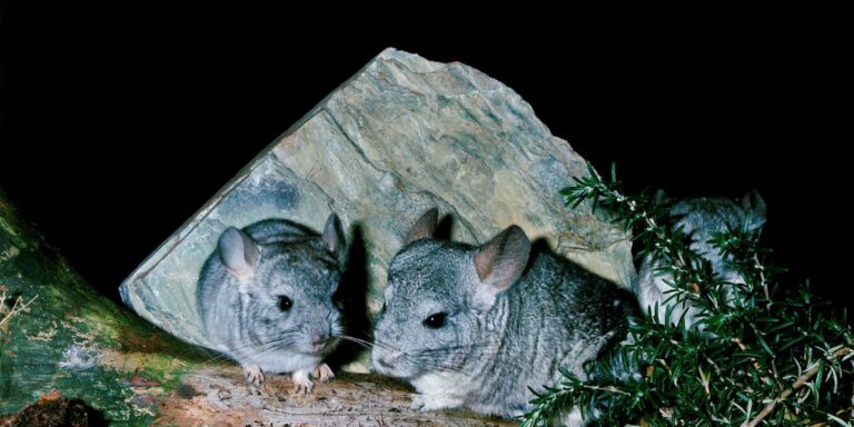 Chinchilla Colors