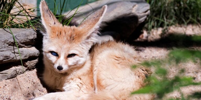 fennec-fox