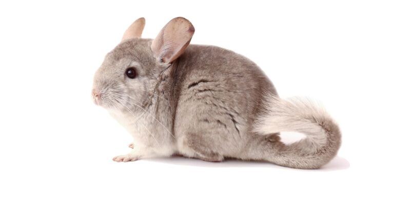 Hairless Chinchilla: Unveiling the Unique Beauty of a Unique Creature