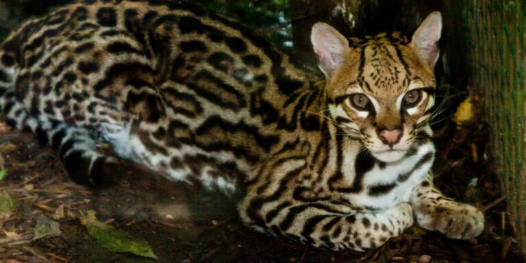 Ocelot