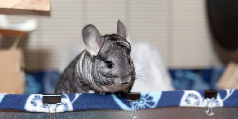 Treats To Get A Chinchilla