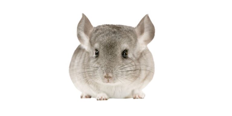 short tailed chinchilla