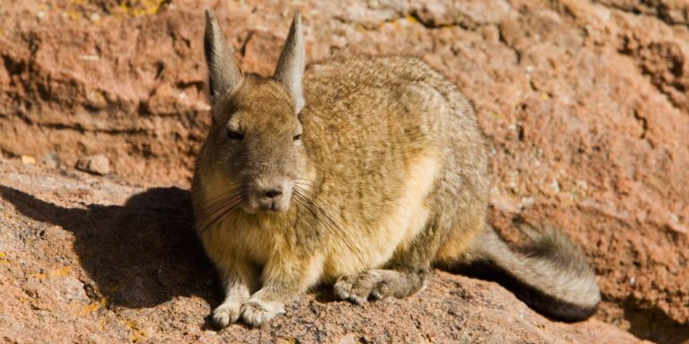 Wild Chinchilla: A Comprehensive Exploration of Nature's Fluffy Treasure