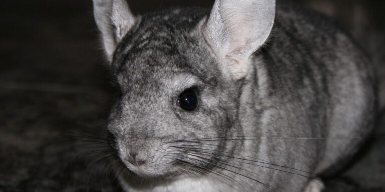 Chinchilla Ball