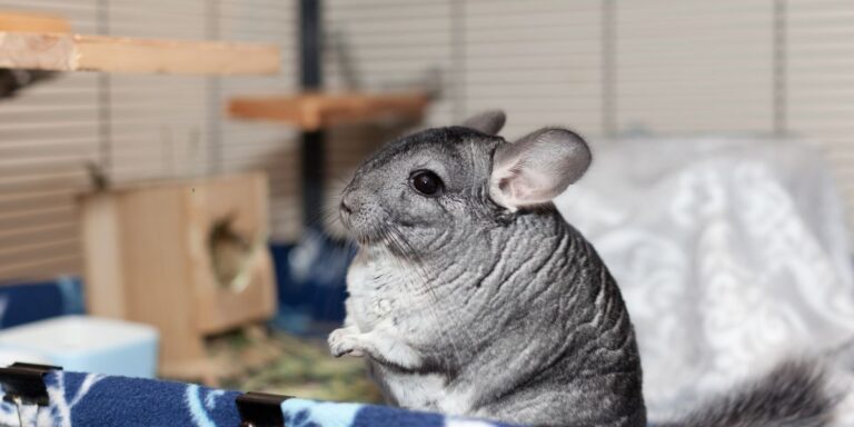 Chinchilla Sounds