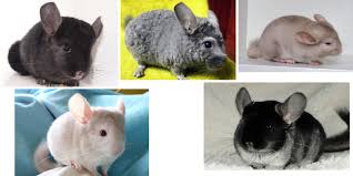 Genetics of Chinchilla Colors