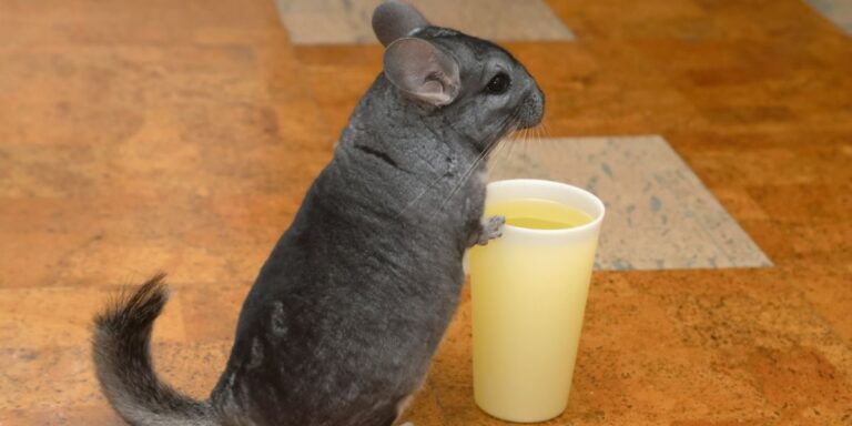 Wet Chinchilla