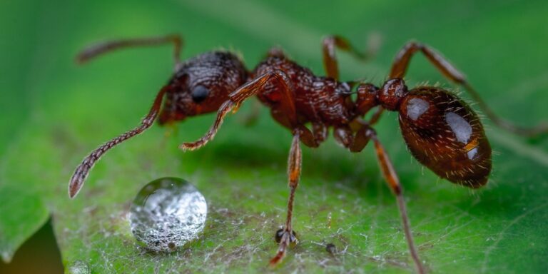 How Many Ants Are There in the World