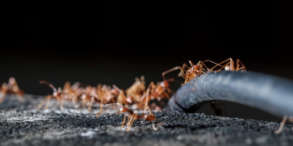 How Much Do All the Ants in the World Weigh